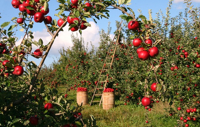 Jak připravit jablečná povidla