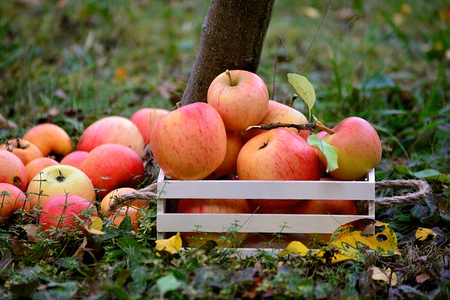 Jak správně uskladnit jablka