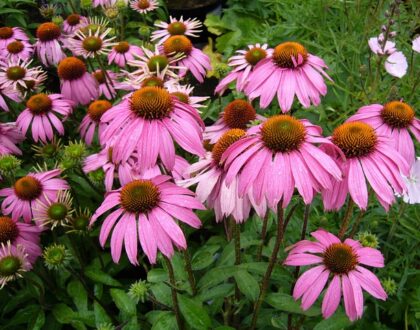 Zázračná echinacea. Proč byste ji měli mít doma?