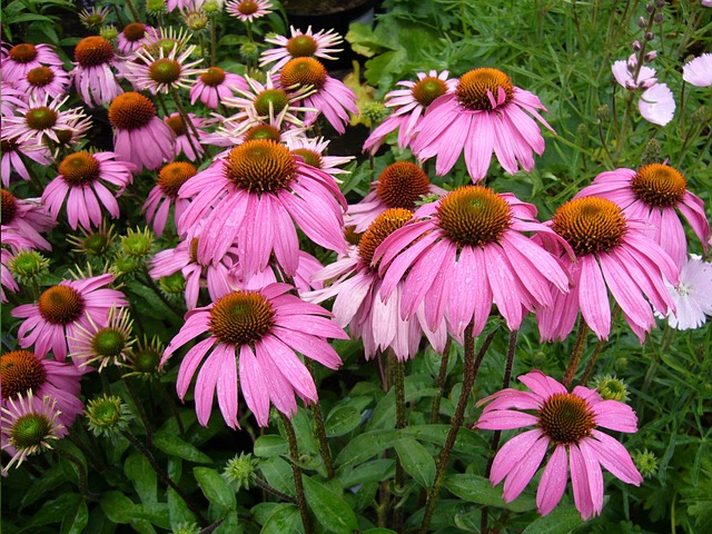 Zázračná echinacea. Proč byste ji měli mít doma?