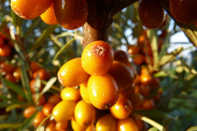 5 potravin bohatých na vitamín C, které prospějí vašemu zdraví